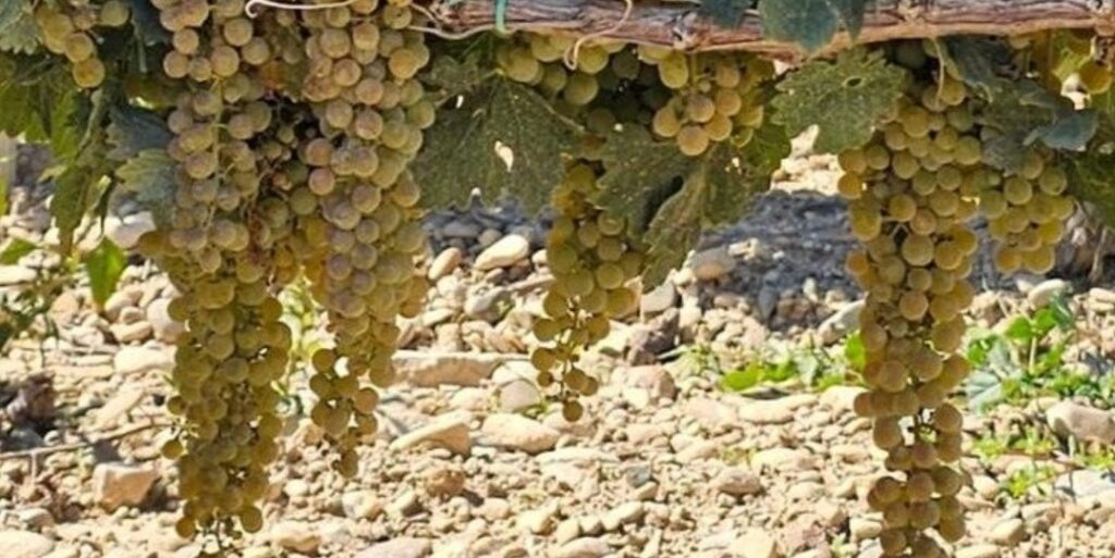 White grape wreath harvest ready stewarthilluk.com