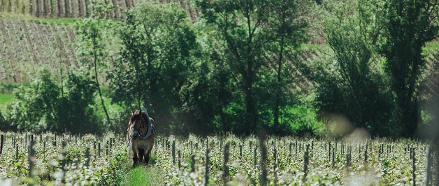 champenoise fields with rural background and horse drawn