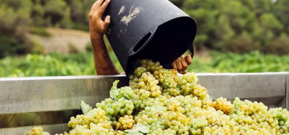 Full Bucket of white grapes for harvest 