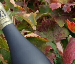 Autumn leaves and wine bottle against background of colours