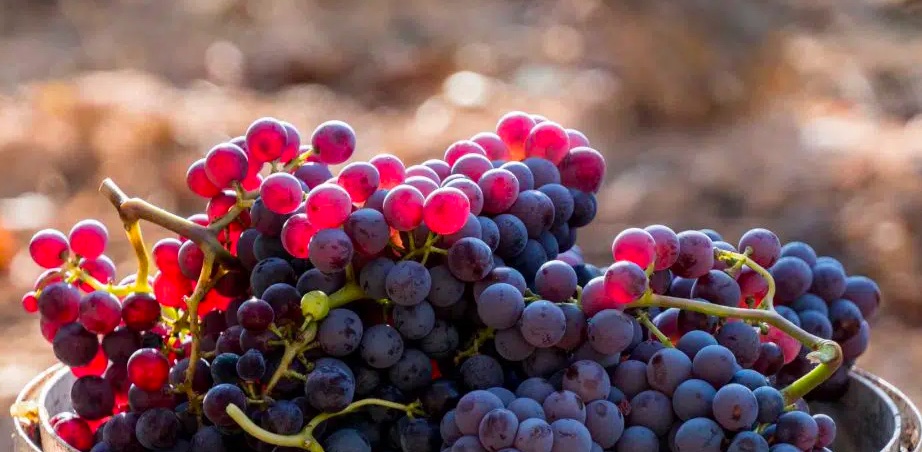 Grenache wine in the basket for winemaking made easy