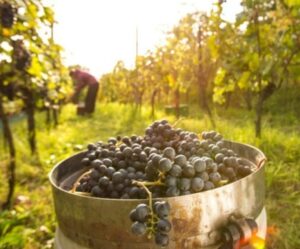 barrel of fresh grapes harvested for mosto alcohol free grape juice 